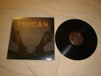 Pelican
