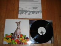 Excellent Italian Greyhound