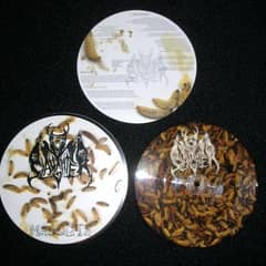 Maggots