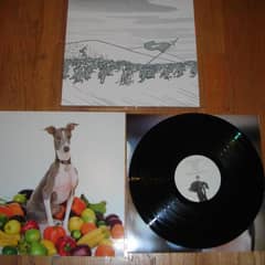 Excellent Italian Greyhound