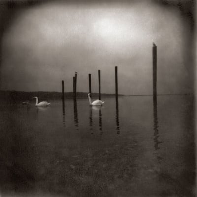 Om (8) - Conference Of The Birds (Holy Mountain, 5QXF3 LP) · LP, Album
