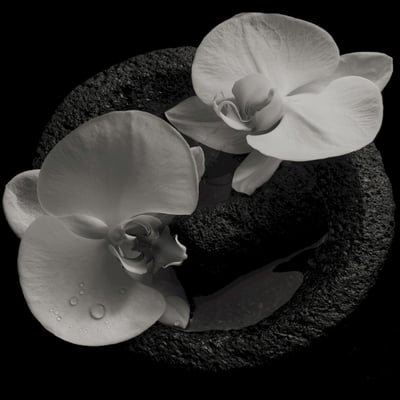 Mike Patton, Jean-Claude Vannier - Corpse Flower (Ipecac Recordings, IPC211LP) · LP, Album, Smo