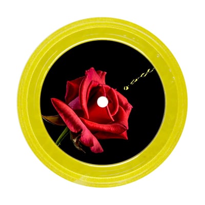 Anal Trump - To All The Broads I've Nailed Before (Joyful Noise Recordings, JNR228) · 5", EP, Ltd, Pis