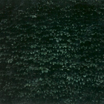 Tarentel - The Order Of Things (Static Caravan, VAN32) · 2x12" · Limited Edition