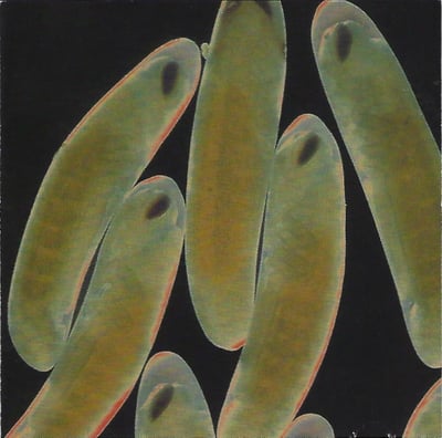 The Locust - Flight Of The Wounded Locust (Erika Records, ER-004) • 7", Shape, Ora + 7", Shape, Gre + 7", Shape, Dar +