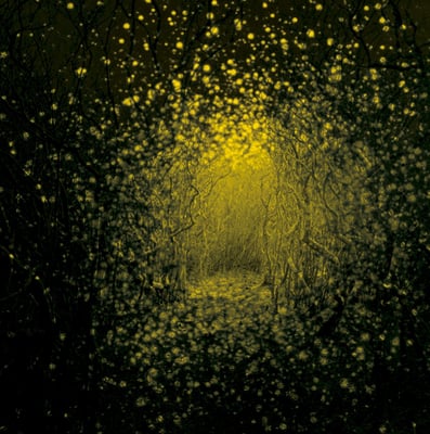 The Antlers - Burst Apart (Frenchkiss Records, FKR048-1) · LP