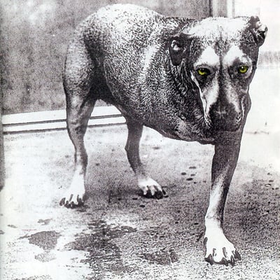Alice In Chains - Alice In Chains (Columbia, 19802848691) · 2xLP · Yellow [Highlighter], 30th Anniversary · NM/NM · Limited Edition, Reissue