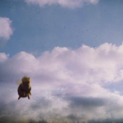 Pond - Stung! (Spinning Top Music, STR037LP) • 2xLP • Clear w/ Black & Yellow Splatter [Splatter Bee]