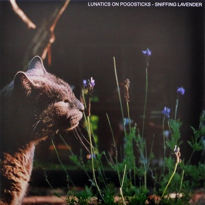 Lunatics On Pogosticks - Sniffing Lavender - Black